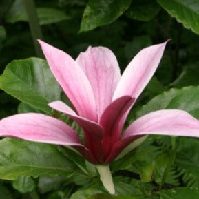 Magnolia liliiflora Nigra