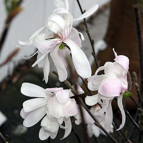 Magnolia stellata Royal Star - Future Forests