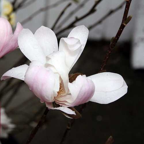 Magnolia stellata Royal Star - Future Forests