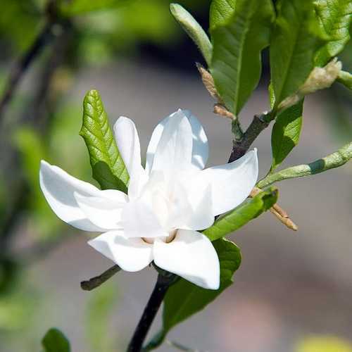 Magnolia stellata Royal Star - Future Forests