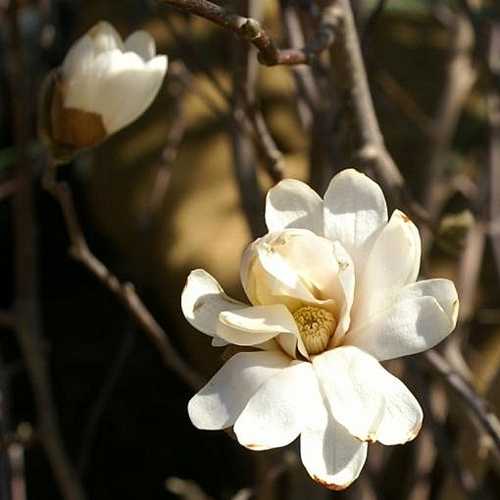 Magnolia stellata Royal Star - Future Forests