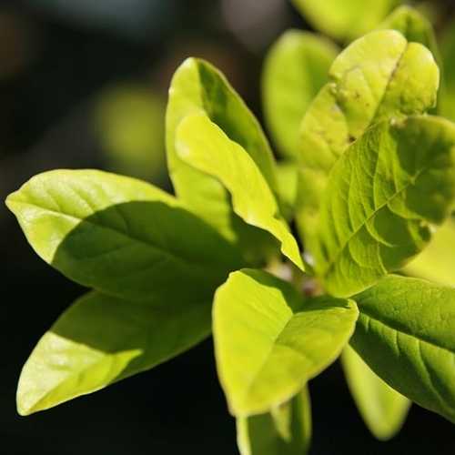 Magnolia stellata Royal Star - Future Forests