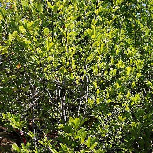 Magnolia stellata Royal Star - Future Forests