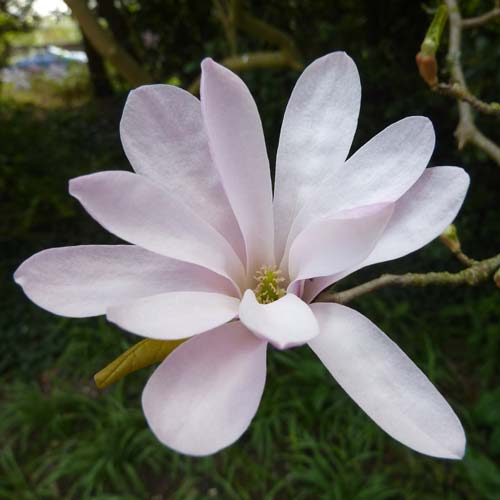 Magnolia x loebneri Leonard Messel