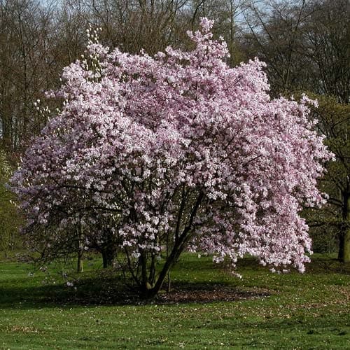 Magnolia x loebneri Leonard Messel