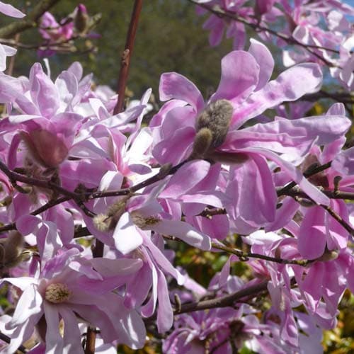 Magnolia x loebneri Leonard Messel