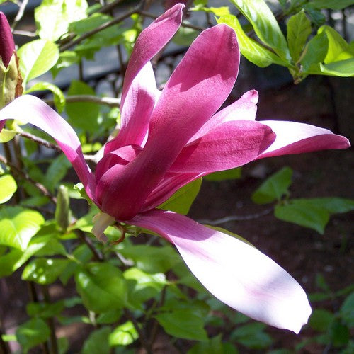 Magnolia liliiflora Nigra