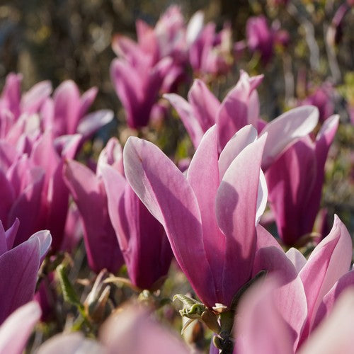 Magnolia liliiflora Nigra