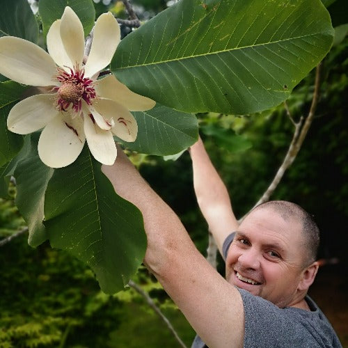 Magnolia obovata (syn. hypoleuca)