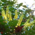 Mahonia x media Charity - Future Forests