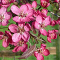 Malus coccinella Courtarou - Future Forests