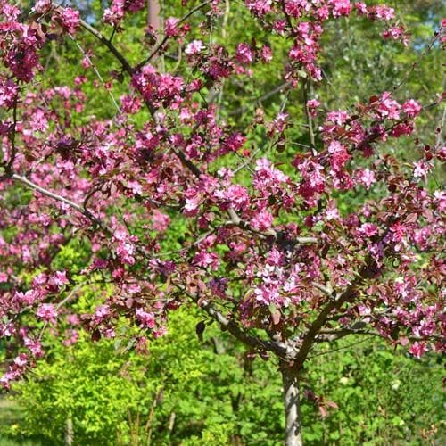 Malus coccinella Courtarou - Future Forests