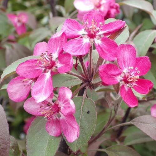 Malus coccinella Courtarou - Future Forests