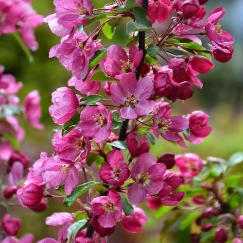 Malus coccinella Courtarou - Future Forests