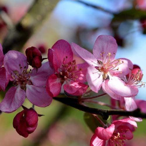 Malus coccinella Courtarou - Future Forests