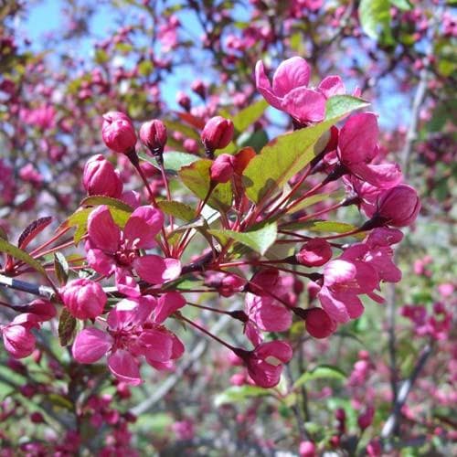 Malus coccinella Courtarou - Future Forests