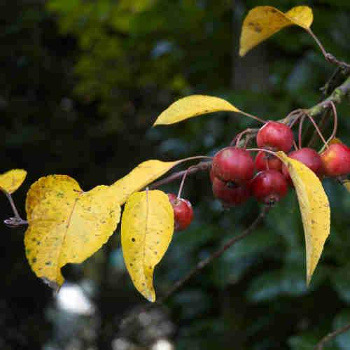 Malus Evereste