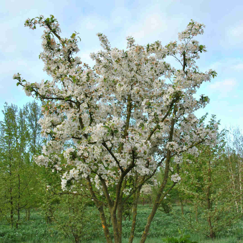 Malus Evereste