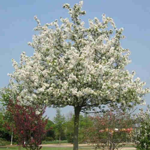 Malus Evereste