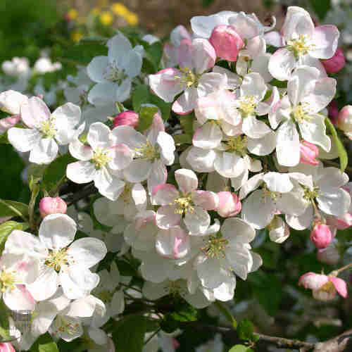 Malus Evereste