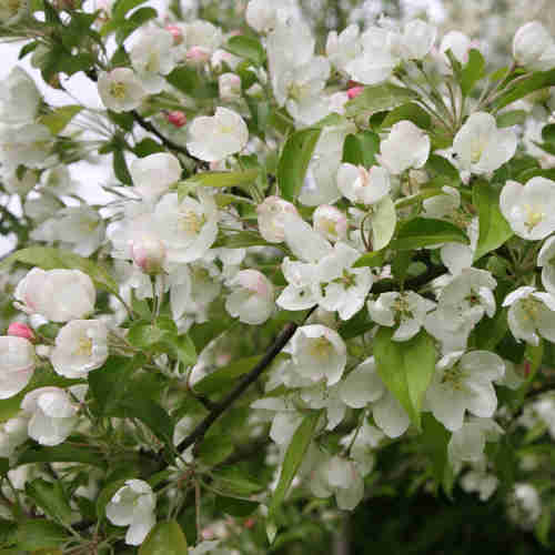 Malus Evereste