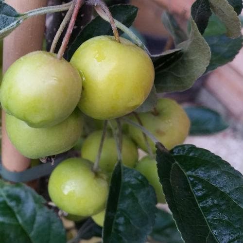 Malus x zumi Golden Hornet AGM - Flowering Crab Apple - Future Forests