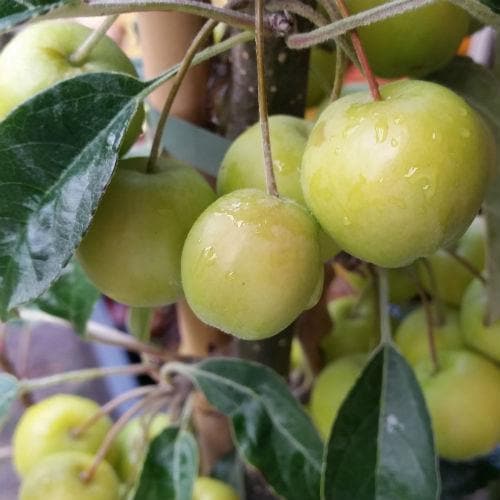 Malus x zumi Golden Hornet AGM - Flowering Crab Apple - Future Forests