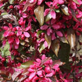 Malus x moerslandii Profusion Improved - Flowering Crab apple - Future Forests