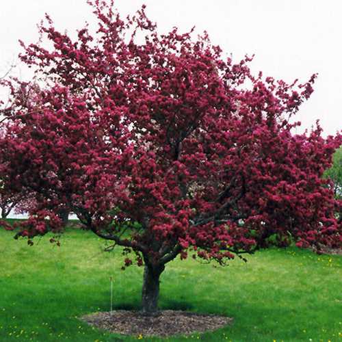 Malus x moerslandii Profusion Improved - Flowering Crab apple - Future Forests