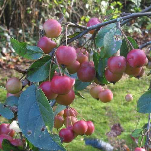 Malus x robusta Red Sentinel - Flowering Crab Apple - Future Forests