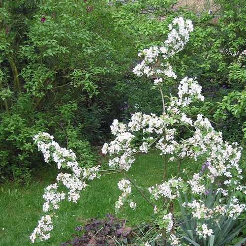 Malus x robusta Red Sentinel - Flowering Crab Apple - Future Forests