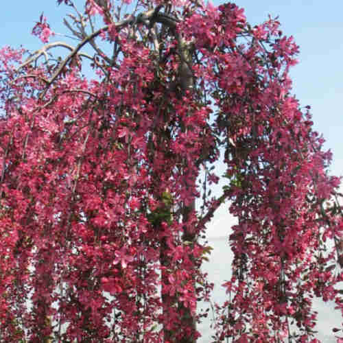 Malus Royal Beauty