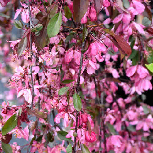 Malus Royal Beauty