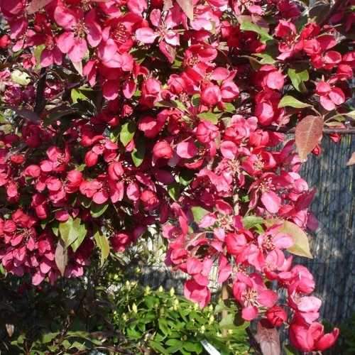 Malus toringo Scarlett (Scarletta) - Flowering Crab apple - Future Forests