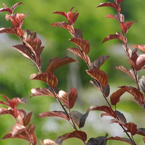 Malus toringo Scarlett (Scarletta) - Flowering Crab apple - Future Forests