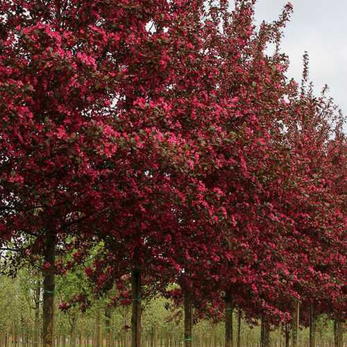 Malus toringo Scarlett (Scarletta) - Flowering Crab apple - Future Forests