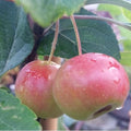 Malus Gorgeous - Flowering Crab apple - Future Forests