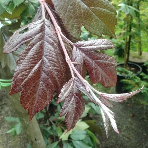 Malus x moerslandii Profusion Improved - Flowering Crab apple - Future Forests