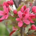 Malus Prairie Fire - Flowering Crab Apple - Future Forests