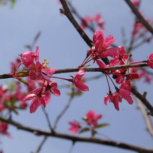 Malus Prairie Fire - Flowering Crab Apple - Future Forests