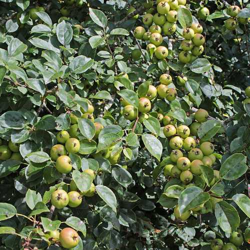 Malus sylvestris - Crabapple - Future Forests