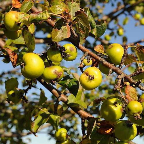 Malus sylvestris - Crabapple - Future Forests