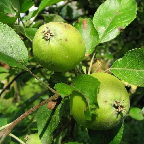 Malus sylvestris - Crabapple Bareroot | 2-3ft