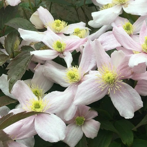 Clematis montana Mayleen – Old Future Forests