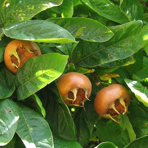 Medlar Dutch Monstrous