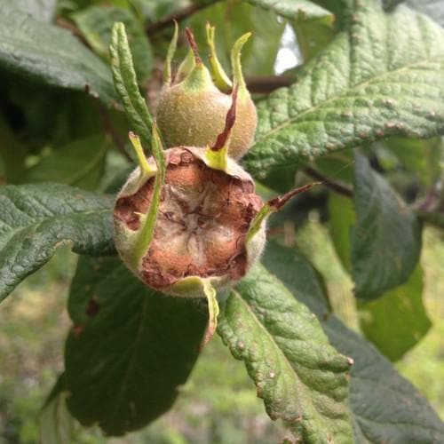 Medlar Nottingham - Future Forests