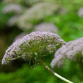 Melanoselinum decipiens - Future Forests