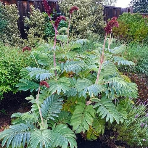 Melianthus major