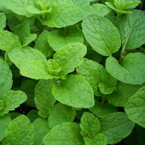 Mint, Garden - Future Forests