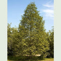 Metasequoia glyptrostroboides - Dawn Redwood Pot | 9cm / 1-2ft / Young plant